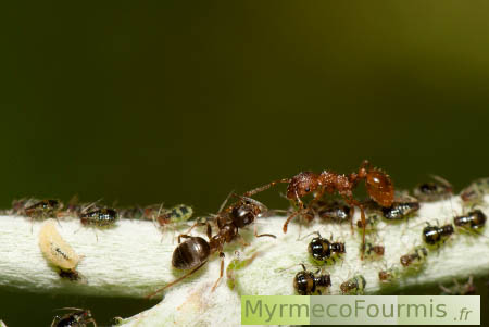 Pendant qu'une larve de Leucopis dévore un puceron, deux fourmis de différentes espèces partagent le miellat de pucerons par erreur.