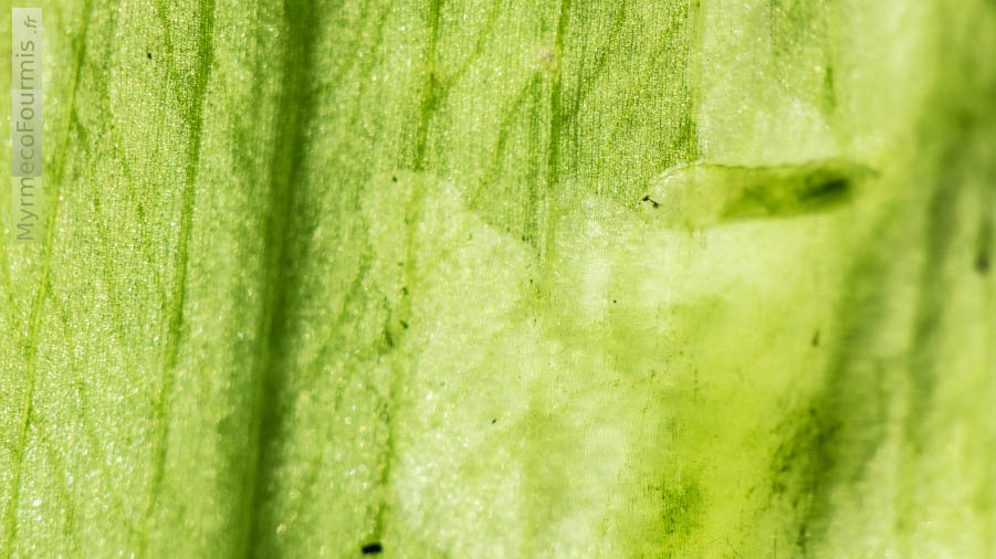 Photographie d’une larve de mouche mineuse creusant ses galeries à l’intérieur des feuilles d’un pied d’ail des ours dans un potager. Seine-et-Marne, Avril 2016. JPEG - 612.9 ko