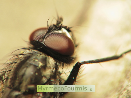 Gros plan sur les yeux rouges à facettes d'une mouche noire.