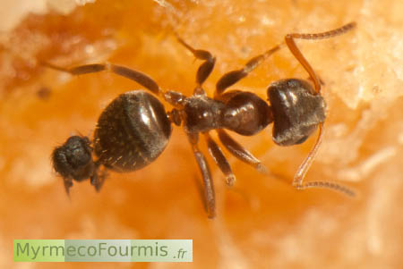 Mouches endoparasitoïdes de fourmis