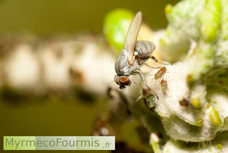 Une mouche qui copie les fourmis pour traire les pucerons.