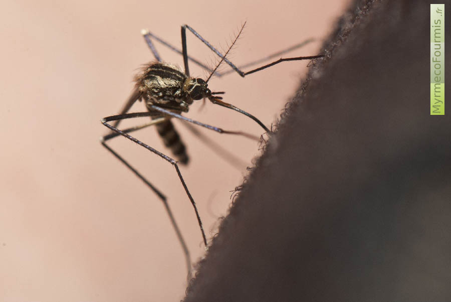 Moustique Aedes geniculatus femelle de couleur noir et blanc en train d'infliger une piqure à travers un vêtement.
