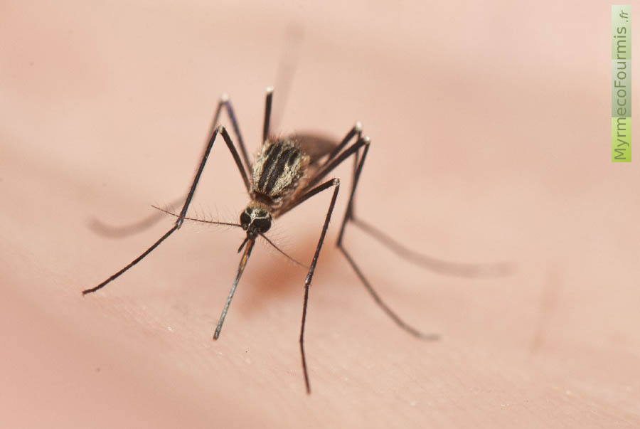 Moustique noir et blanc à rayures apparenant à l’espèce Aedes geniculatus. Photo macro de cette femelle moustique piquant un humain pour boire son sang. JPEG - 320.1 ko