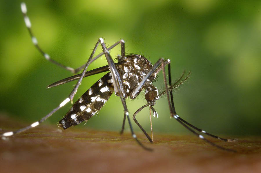 Une femelle du moustique tigre Aedes albopictus se nourrissant du sang d’un humain. JPEG - 416.1 ko