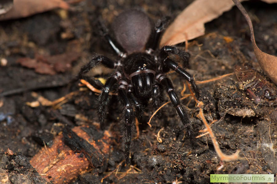 Mygale de Sydney (Funnel-web spider, peut-être Atrax robustus) vue de dessus, avec son céphalothorax (tête+thorax) entièrement glabre et brillant et son abdomen mat et soyeux.