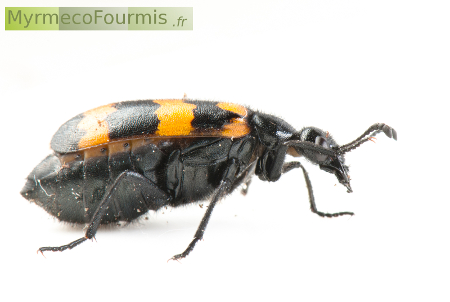 Un mylabre inconstant (Mylabris variabilis), insecte coléoptère noir rayé de jaune.