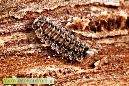 Un polyxénidé (Polyxenidae), petit mille-pattes couvert de poils sur du bois mort.