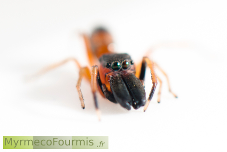 Cette araignée de la famille des salticidae est qualifiée de myrmécomorphe en raison de sa ressemblance avec certaines espèces de fourmis.