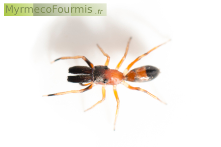 Araignée-fourmi, qualifiée de myrmécomorphe. Elle appartient à l'espèce Myrmarachne formicaria.