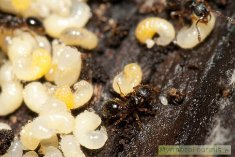 Sur cette photo, on distingue bien l'abdomen très arrondi d'une ouvrière Myrmecina graminicola. Ces fourmis noires sont dans leur nid avec des larves blanches.