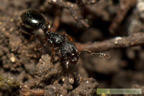 Une fourmi de l'espèce Myrmecina graminicola dans son milieu naturel: le sol.