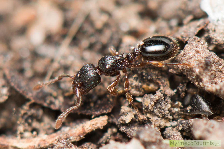 Une fourmi ouvrière Myrmecina graminicola marchant sur la litière d'une forêt de Marseille. Macrophotographie de profil de cette fourmi entièrement noire à l'abdomen brillant et au reste du corps strié lui donnant un aspect noir mat. Mai 2016.