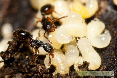 Un groupe de fourmis de l’espèce Myrmecina gramnicola prenant soin de larves de sexués prêtes à se nymphoser. JPEG - 210.2 ko