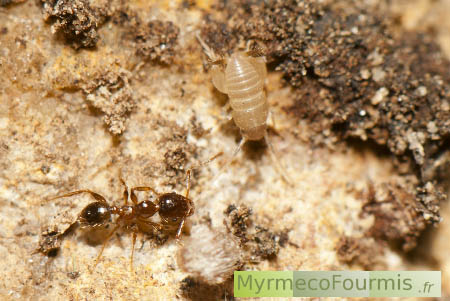 Un petit grillon myrmécophile de couleur beige dans le nid de fourmis Pheidole pallidula.
