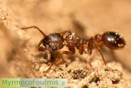 Myrmica sabuleti, fourmi hôte de Maculinea arion
