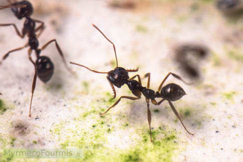 Les fourmis du genre Myrmoteras chassent avec les mandibules ouvertes à 270Â° et avec l’abdomen relevé. JPEG - 170.5 ko