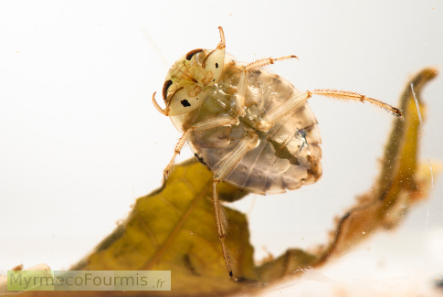 Naucore prise en macrophotographie de dessous, l’air stocké sous son corps provoque un effet de miroir, rendant l’abdomen de l’insecte argenté JPEG - 49.7 ko