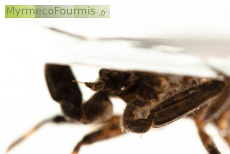 Gros plan d'un insectes sur fond blanc, punaise prédatrice à rostre piqueur, Nepa cinerea, la nèpe cendrée.