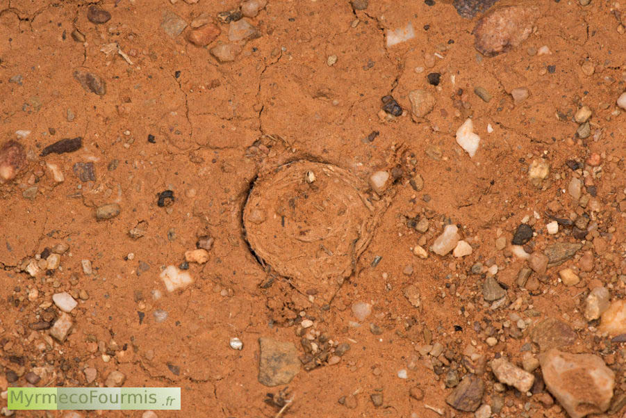 La trappe refermée d’une araignée à porte australienne se camoufle parfaitement avec les débris aux alentours. JPEG - 873.5 ko
