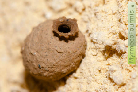 Gros plan sur un nid en terre et argile d'une abeille maçonne ou potière, attachée au crépit du mur d'une maison.