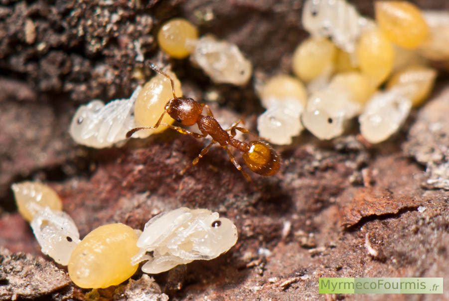 Photographie macro d'une fourmi s'occupant de nymphes de fourmis (genre Temnothorax).