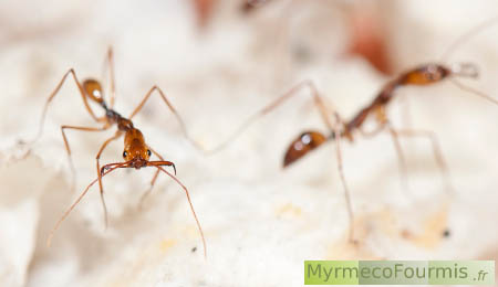 Une fourmi est en train de chasser des proies avec les mandibules écartées