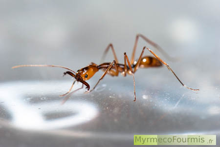 Une fourmi est en position de chasse, avec les mandibules écartées prêtes à se refermer sur une proie.