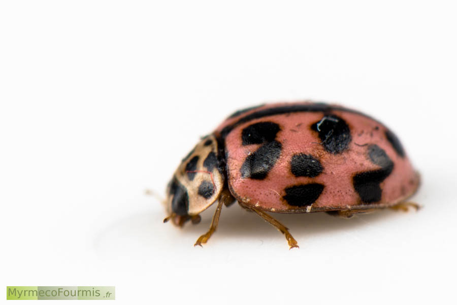 Coccinelle rose Oenopia conglobata