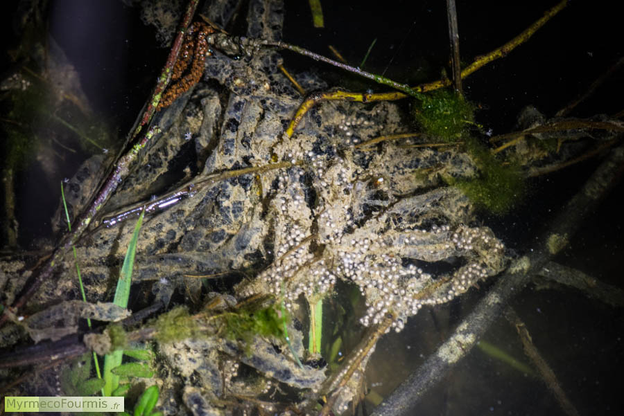 Tas d'oeufs de crapauds commun dans un lac près de Paris. Les pontes de crapauds commun se font par paires d'oeufs le long de grands rubans en forme de tubes contenant les oeufs. Cela permet de les distinguer des pontes d'autres amphibiens qui pondent des grappes.