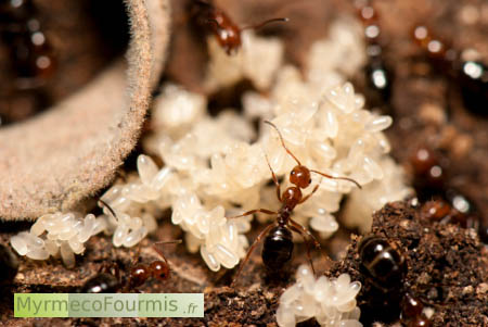 Oeufs de fourmis Camponotus lateralis, des fourmis à tête rouge et abdomen noir.