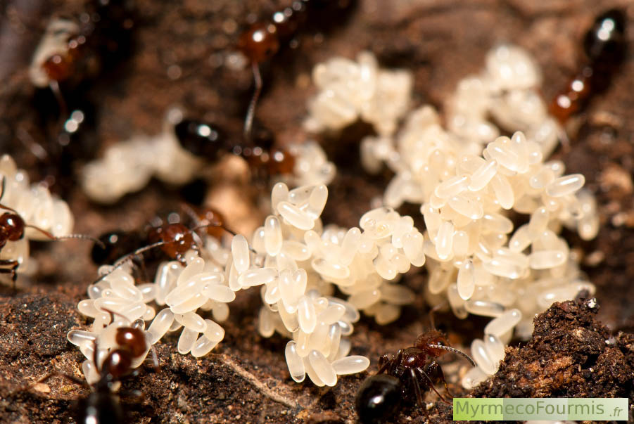 Un énorme tas d'oeufs de fourmis noires et rouges de l'espèce Camponotus lateralis.
