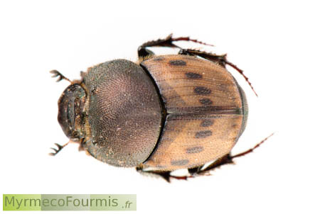 Coléoptère scarabée onthophage brun à taches noires vu de dessus.