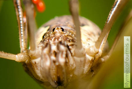 Gros plan sur le corps d'un opilion, vu de face, avec des yeux simples noirs sur tubercule (ocularium) et des acariens phorétiques rouges accrochés à ses pattes.