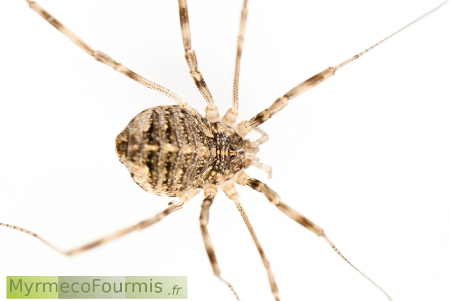 Un opilion vu d'en haut, on distingue les segments de l'abdomen et les longues pattes fines de cet arthropodes proche des araignées. 
