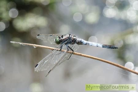 La libellule réticulée possède un corps allongée, d'une couleur bleu ciel avec l'extrémité de l'abdomen tachée de noir.