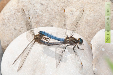Un couple de libellules bleues attachées l’une à l’autre, en train de se reproduire. JPEG - 182.9 ko