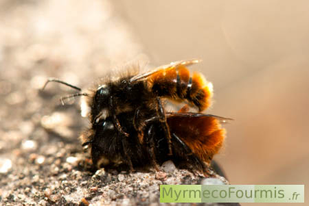 Deux abeilles solitaires, des osmies cornues, s'accouplent au sol. Ce sont des abeilles noires avec un abdomen rouge brique ou roux. Le mâle est plus petit et est au dessus de la femelle.