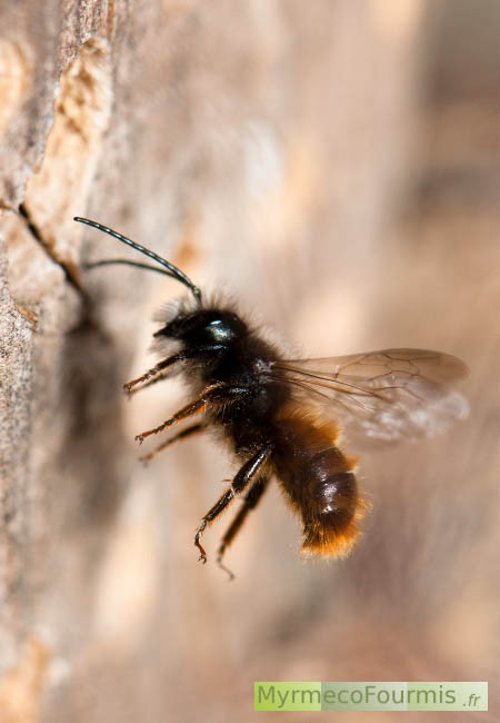 Osmia cornuta, l'osmie cornue, un mâle en vol devant un hôtel à insectes, à la recherche d'une femelle. Photo macro, vue de profil.