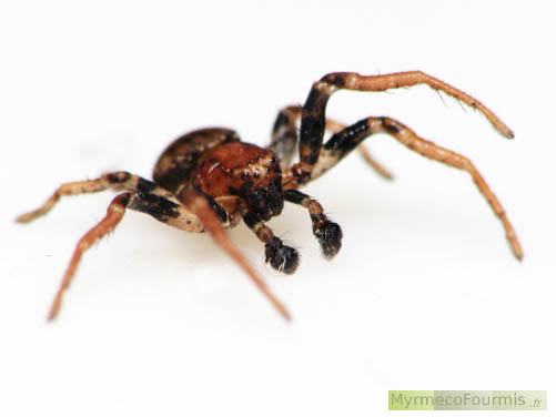 Une araignée crabe de la famille des Thomisidae, probablement de l'espèce Ozyptila praticola. Photographiée en macro sur fond blanc.