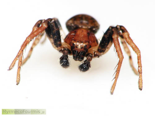 Une araignée crabe Ozyptila praticola, mâle photographié sur fond blanc de face.