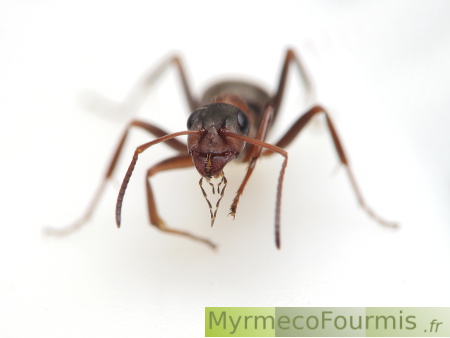 Gros plan sur la bouche d'une fourmi, on peut voir les palpes maxillaires et labiaux.