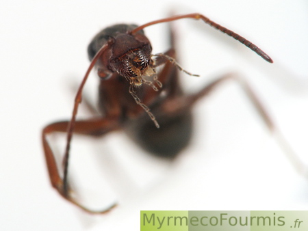 Macrophotographie de l'appareil buccal d'une fourmi.