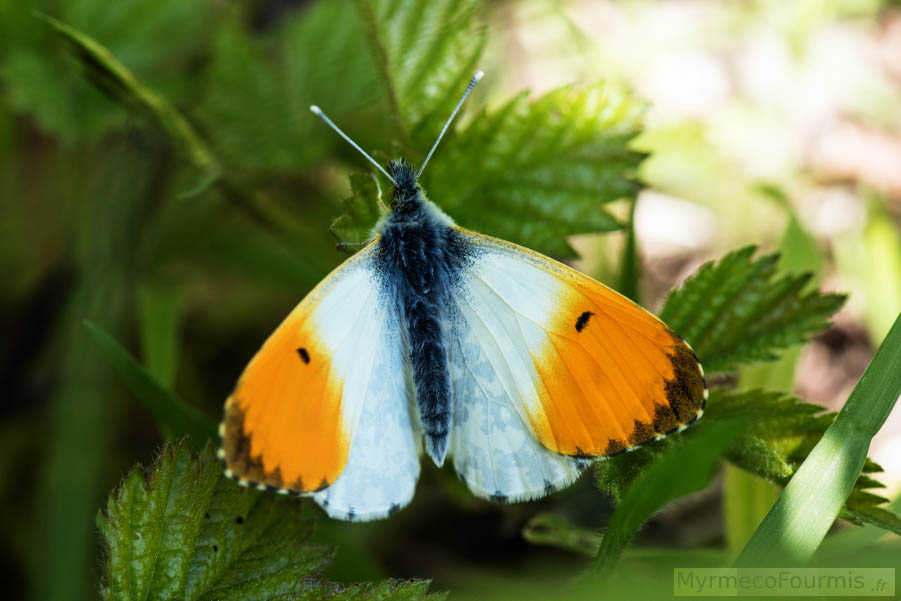 Un papillon orange et blanc, avec un corps noir bleuté et des taches noires et brunes sur le bout des ailes. Il s’agit de Anthocharis cardamines aussi connu comme l’Aurore ou la Piéride du Cresson. JPEG - 518.4 ko
