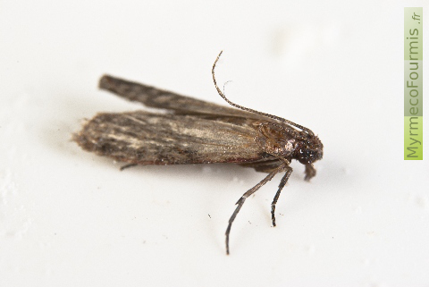 Une mite de farine adulte retrouvée dans un sac de farine. La mite est brune avec de longues antennes, photo prise de profil sur fond blanc.