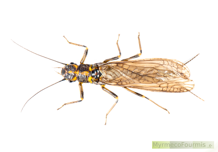 Macrophotographie de dessus d'un gros insecte ailé de l'ordre des plécoptères au corps jaune et noir.