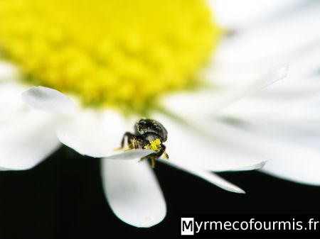 Un petit coléoptère noir mange le pollen d'une fleur jaune et blanche ressemblant une marguerite ou une pâquerette.