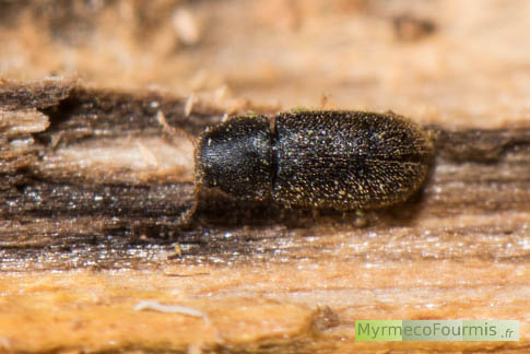 Photo d'un coléoptère xylophage du nom de petite vrillette (Anoblum punctatum) trouvé dans du bois, une branche de chêne mort.