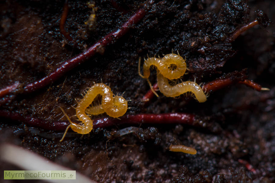 Deux petits géophiles jaunes (Geophilomorpha, Geophilidae) dans une souche pourrie dans la forêt. JPEG - 675.9 ko