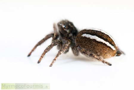 Araignée sauteuse brune à bandes blanches.