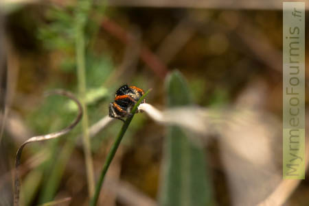 Philaeus chrysops, une petite araignée sauteuse rouge et noire sur un brin d'herbe.